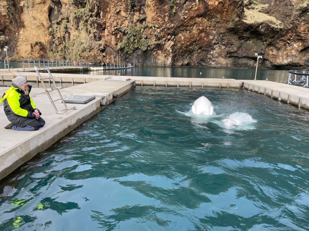 belugas