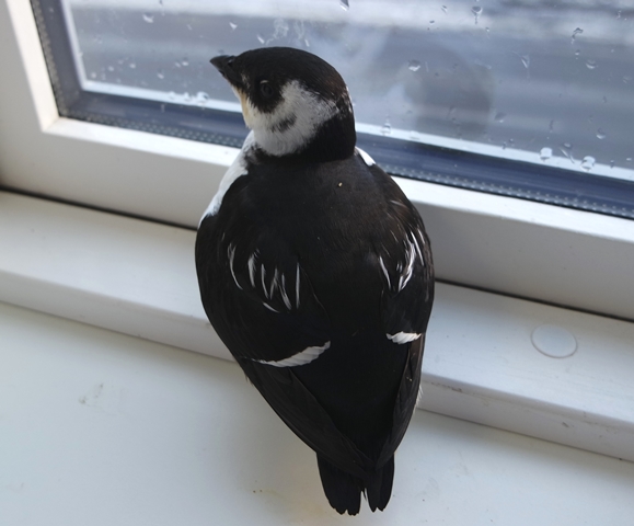 SAMSUNG CAMERA PICTURES